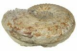 Jurassic Ammonite (Breydia) Fossil - Dorset, England #211760-1